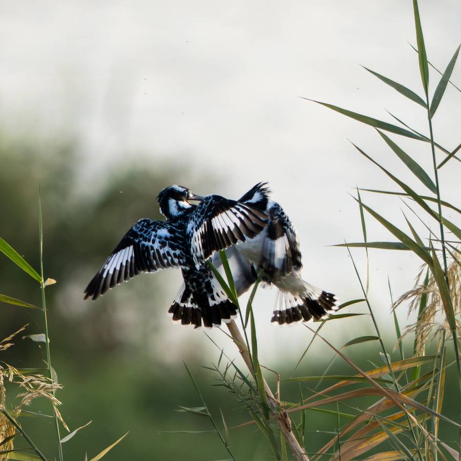 Kingfishers in Egypt